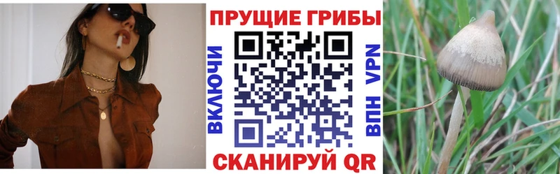 Псилоцибиновые грибы Cubensis  Купить где  Багратионовск 